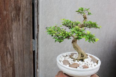 bonsai ağacı güzel bahçede
