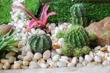 Kaktüs taş Park güzel