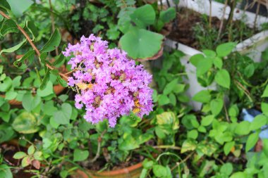 Pembe krep myrtle Lagerstroemia speciosa veya jarul çiçek 