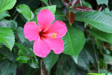 Hibiscus çiçek ağaçta güzel yakın çekim