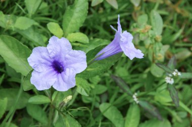 mavi gökyüzü ve büyük bulutla kaplı raincloud güzel 