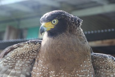 Şahin Peregrine veya altın kartal, portre