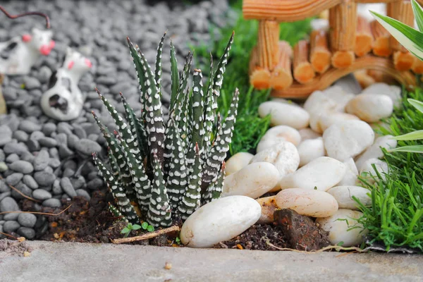Jardim em bandeja belas, plantas em miniatura — Fotografia de Stock