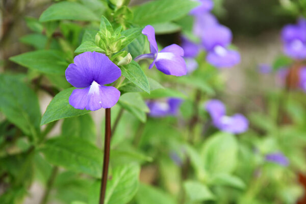 Purple Brazilian snapdragon beautiful flowers