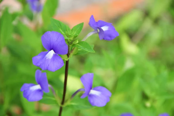 Purple Brazilian snapdragon beautiful flowers — Stock Photo, Image