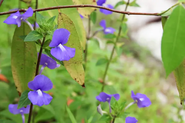 Фіолетовий Бразильський snapdragon красиві квіти — стокове фото