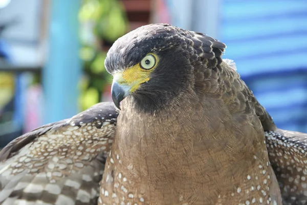 Falcon Peregrine or golden eagle, Closeup — Stock Photo, Image