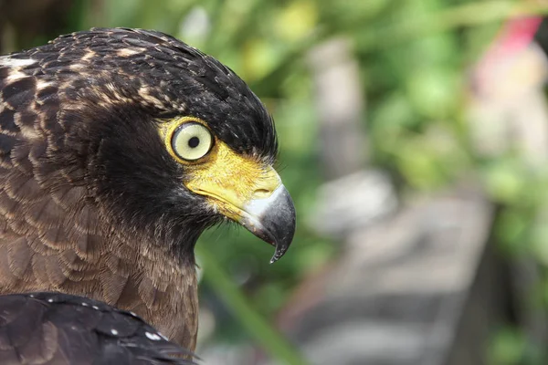 Falcon Хеммет або Золотий орел, крупним планом — стокове фото