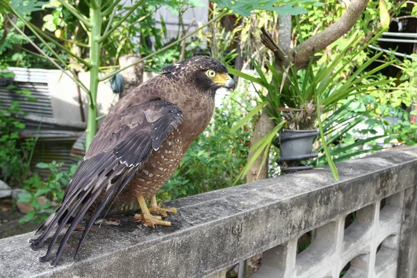 Falcon Peregrine or golden eagle, Closeup — Stock Photo, Image