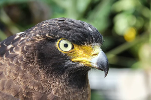 Falcão Peregrine ou águia dourada, Fechar — Fotografia de Stock