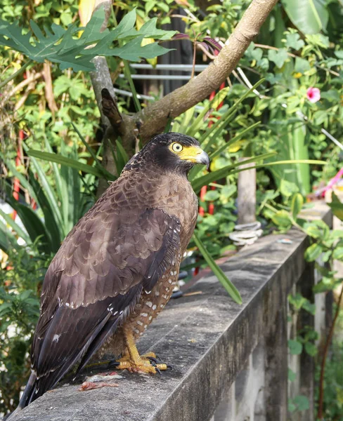 Falcon Хеммет або Золотий орел, крупним планом — стокове фото