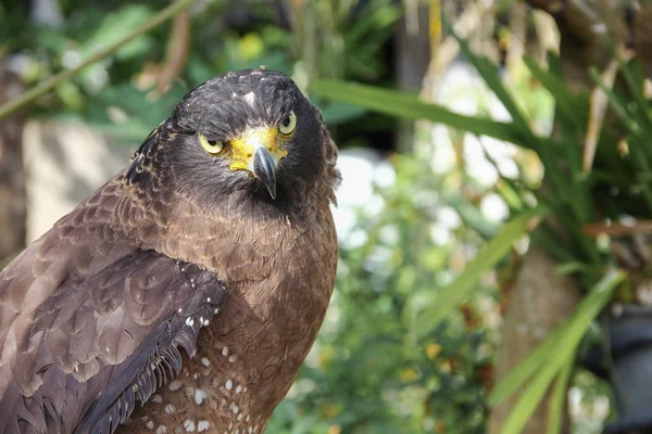 Falcão Peregrine ou águia dourada, Fechar — Fotografia de Stock