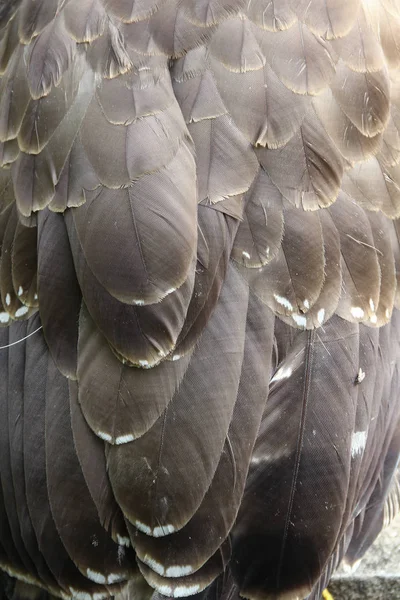 Plume d'aigle détail gros plan — Photo