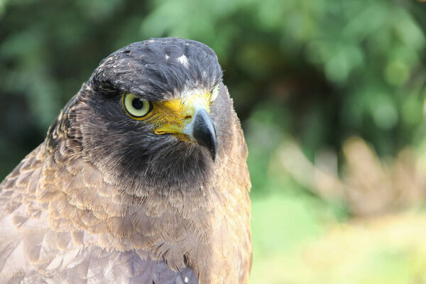 Falcon Peregrine or golden eagle, Closeup