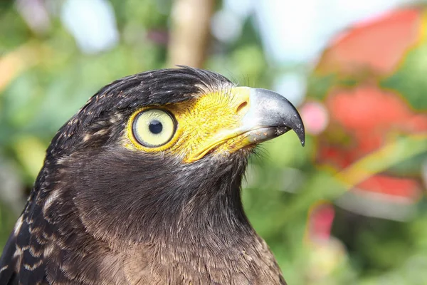 Falcão Peregrine ou águia dourada, Fechar — Fotografia de Stock