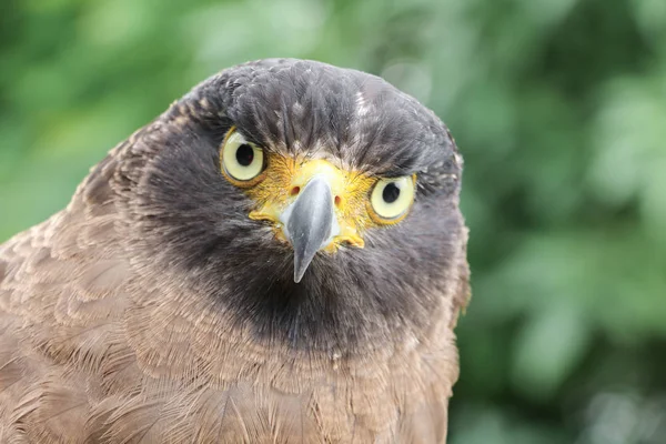 Falcon Хеммет або Золотий орел — стокове фото