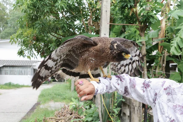 Falcão Peregrine ou águia dourada, foco seletivo sentado na mão — Fotografia de Stock