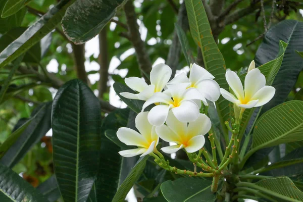 Тропический цветок на дереве или Импала Лили красивая — стоковое фото