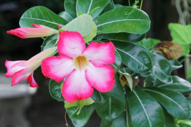 Desert Rose tropikal Çiçek bahçe içinde güzel pembe adenium