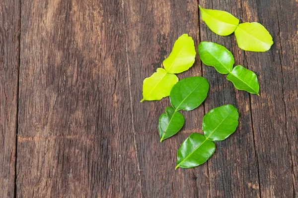 Kaffir lime leaves on wooden floor background — стоковое фото