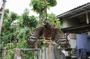 Şahin Peregrine veya altın kartal güzel