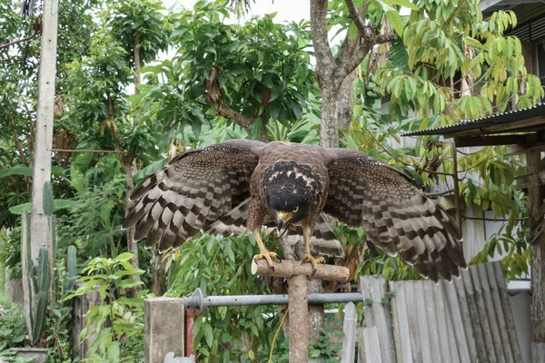 Falcão Peregrina ou águia dourada bonita — Fotografia de Stock