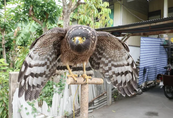 Falcão Peregrine ou águia dourada bonita, selecione foco raso — Fotografia de Stock