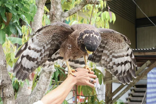 Falcão Peregrino ou águia dourada sentada na mão — Fotografia de Stock