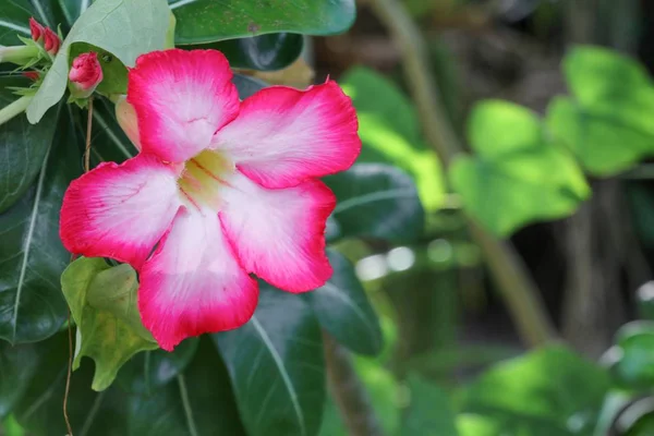 Пустеля троянди Тропічна квітка красивий рожевий аденум в саду — стокове фото