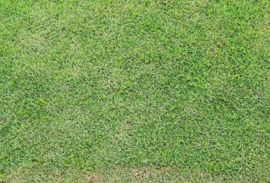 yeşil çim doku doğa arka planı için