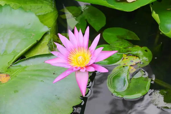 Lilly Lotos fioletowy na piękne wody, Selektywny fokus i miękkie — Zdjęcie stockowe