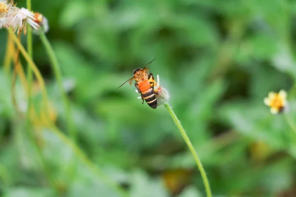 Abelha na flor branca coletando pólen chupar néctar — Fotografia de Stock