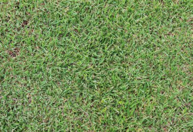 yeşil çim doku doğa arka planı için