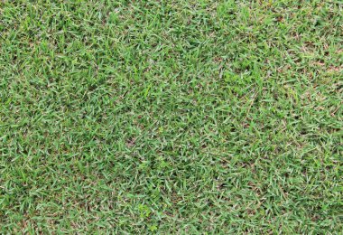 yeşil çim doku doğa arka planı için