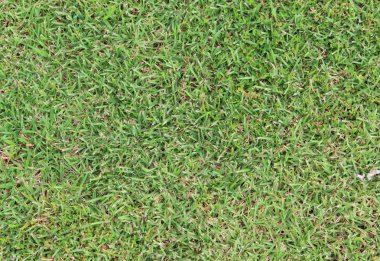 yeşil çim doku doğa arka planı için