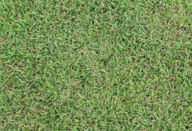 yeşil çim doku doğa arka planı için