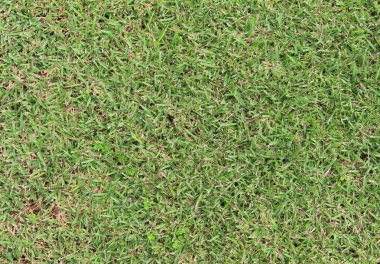 yeşil çim doku doğa arka planı için