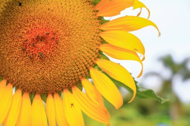 Parlak bahçede çiçek açan ayçiçeği