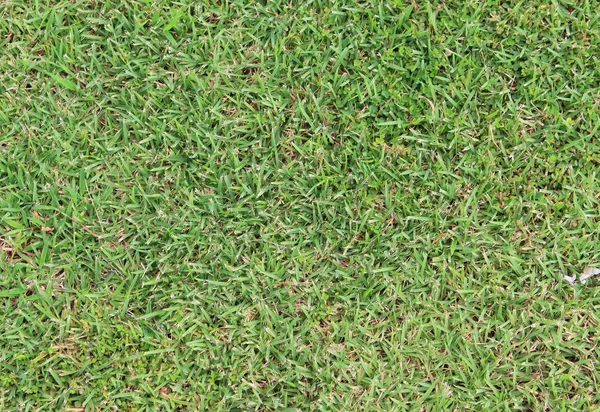 yeşil çim doku doğa arka planı için