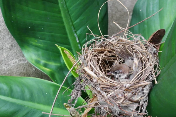 Bébé oiseau, moineau dans le nid naturel sur l'arbre — Photo