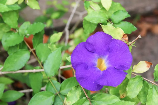 Квітка крупним планом фіолетова Thunbergia ertiful (Benth .) — стокове фото