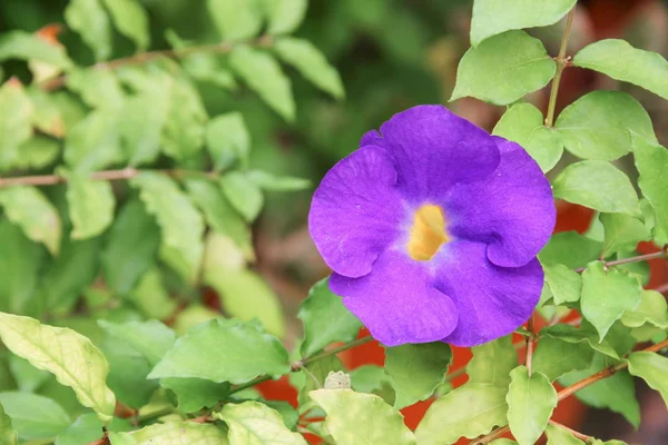 Квітка крупним планом фіолетова Thunbergia ertiful (Benth .) — стокове фото