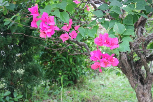 부겐빌레아 꽃 보라색 나무 초이 시 아름 다운 정원에서 자연 — 스톡 사진