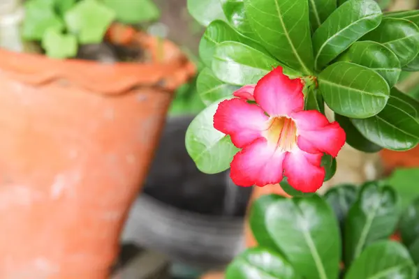 Desert rose Tropical flower on a tree, or Impala Lily beautiful — Stock Photo, Image