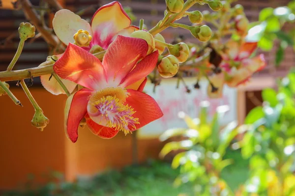 Cannon ball flower (Couroupita guianensis Aufescence) Sal T — стоковое фото