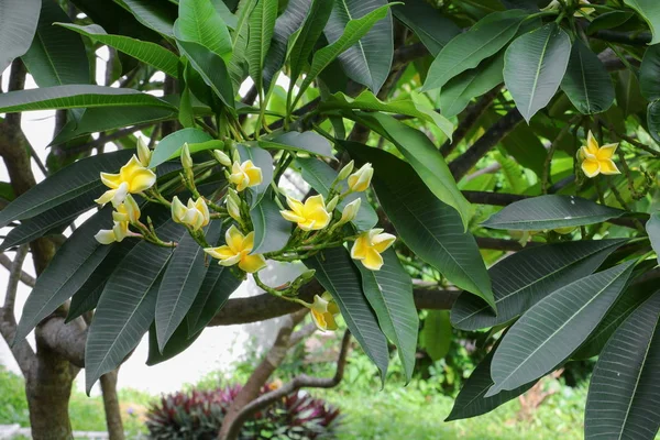 plumeria flower desert rose yellow beautiful on the tree ( Commo