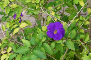 Mor çiçek Thunbergia erecta (Benth kadar kapatın.) 