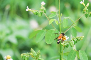 Arı polen emmek nektar toplama beyaz çiçek