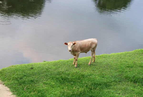 Krowa się zrelaksować na trawie nad rzeką — Zdjęcie stockowe