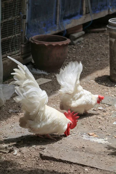 Ayam berwarna-warni (spesies hen serama di pertanian selatan Thailand — Stok Foto